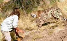 How to Survive a Cheetah Attack in 7 Steps