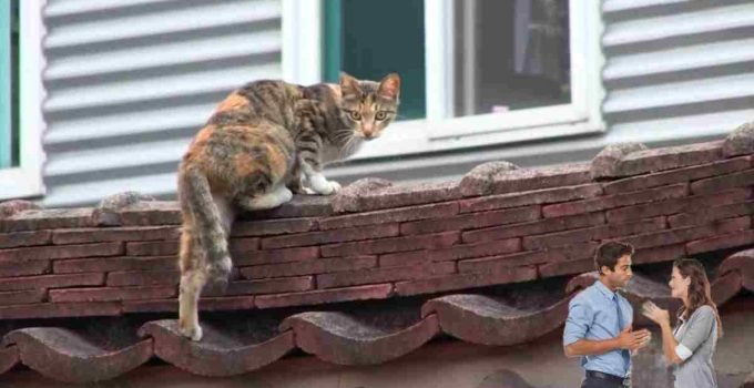 How to Hide a Cat from Your Landlord [During Inspections]