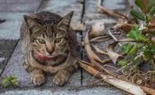 7 Ways to Tell if a Cat is Abandoned