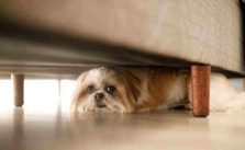 How to Hide a Dog from Your Landlord in 8 Methods