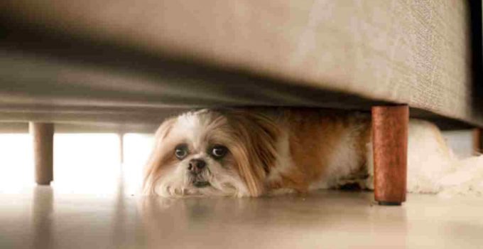 How to Hide a Dog from Your Landlord in 8 Methods
