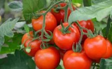 Gardeners Reveal 4 Ways to Ripen Tomatoes Overnight